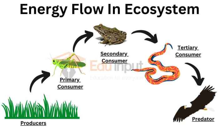 Flow of energy in an ecosystem worksheet