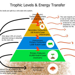 Flow of energy in an ecosystem worksheet