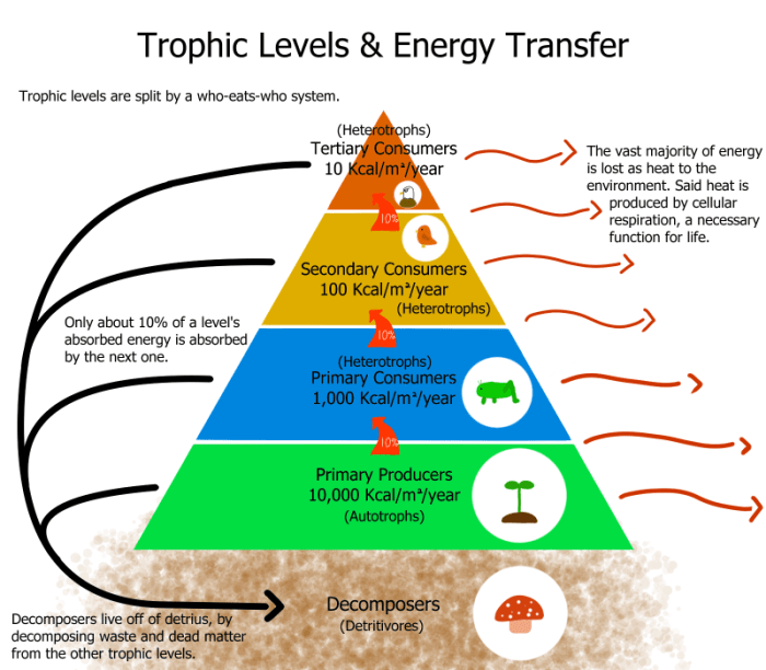 Flow of energy in an ecosystem worksheet