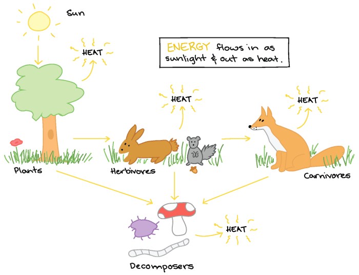 Flow of energy in an ecosystem worksheet