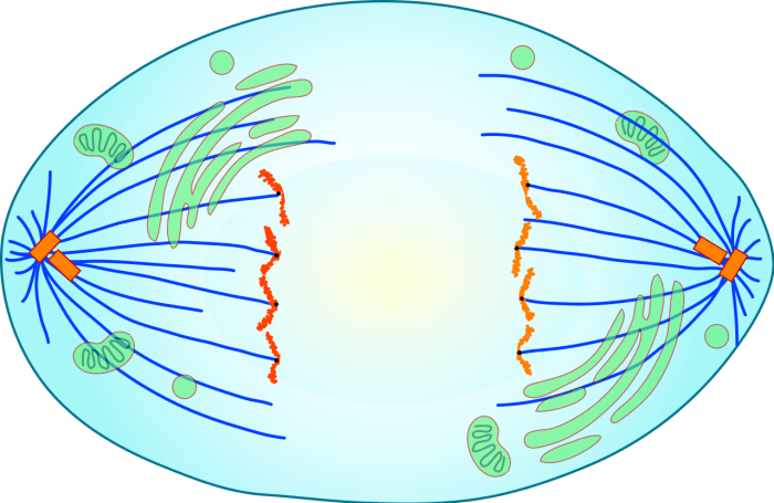 Anaphase telophase mitosis cell definition cycle biology during chromosome division trisomy pole wikipedia each syndrome down eukaryotic stages poles key