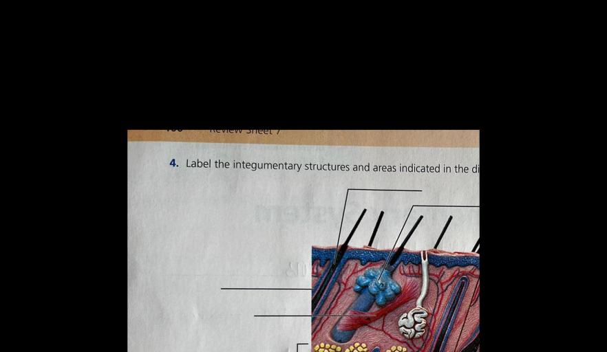 Label the integumentary structures and areas