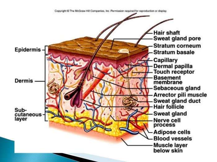 Label the integumentary structures and areas