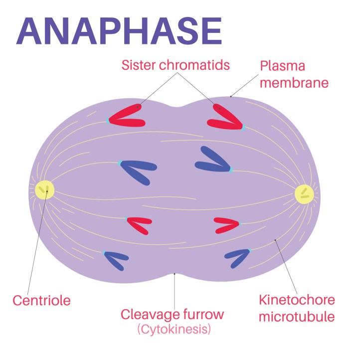 Identify the phase of mitosis shown in the highlighted cell.