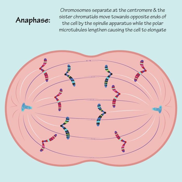 Anaphase weebly