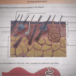 Label the integumentary structures and areas