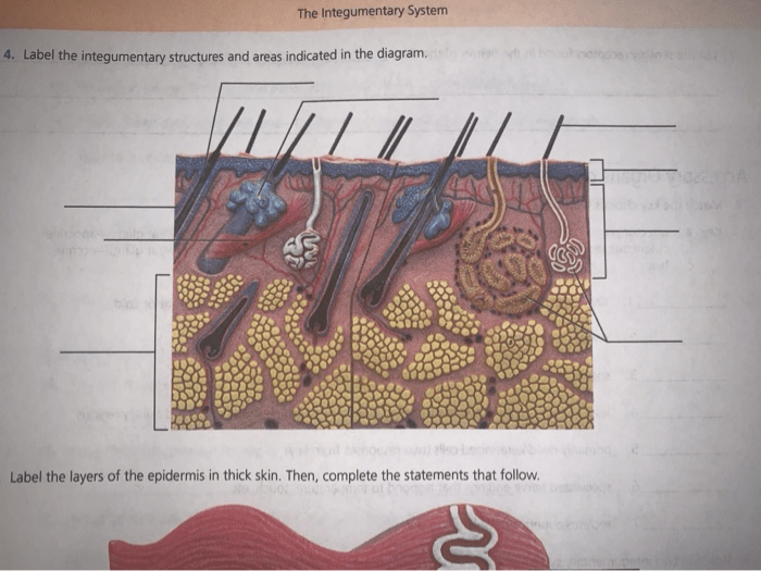 Label the integumentary structures and areas