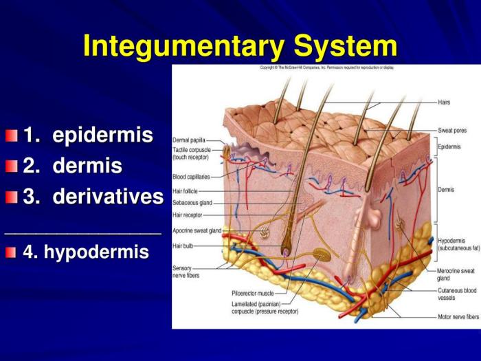 Label the integumentary structures and areas