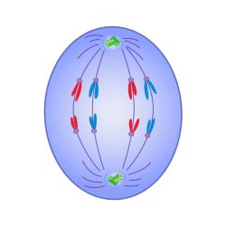 Identify the phase of mitosis shown in the highlighted cell.