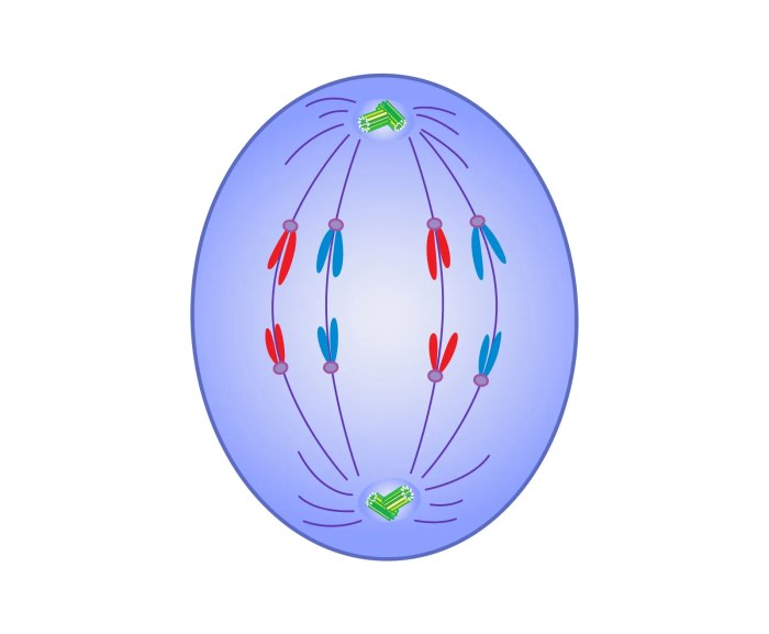 Identify the phase of mitosis shown in the highlighted cell.